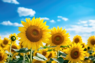 Sunflower field over cloudy blue sky background. Sunflower blooming, Field of blooming sunflowers on a background blue sky, AI Generated