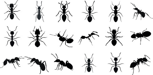 Ants vector illustration, white background. Detailed, various poses, sizes. best for entomology, nature projects, educational materials. diverse Ants, unique shapes. Creative projects, graphic design