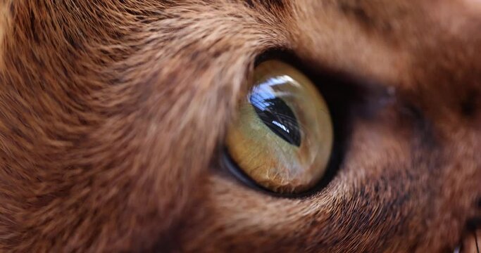Closeup of green eye of pedigreed cat 4k movie. Helping homeless animals concept