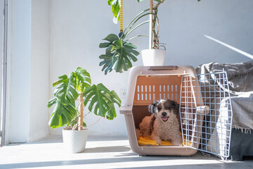 cute dog lying in pet bed in cozy light living room interior