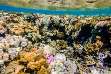 coral reef with clear sea water during snorkeling in egypt