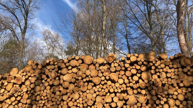 Big stack of felled trees or logs in a forest