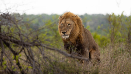 Naklejka na ściany i meble mature male lion in the wild