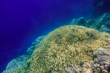 deep blue seawater and hills of corals with lot of little fishes in the red sea