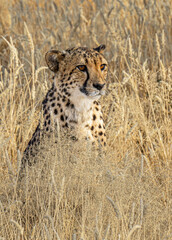 Close-up of a cheetah waiting in the tall grass. Namibia, Africa.