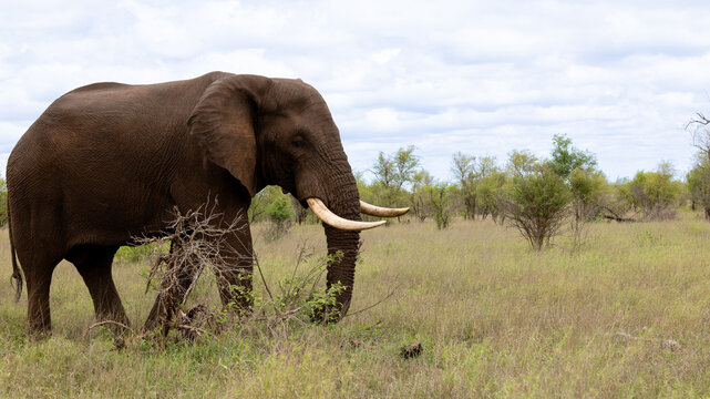 a big bull African elephant 
