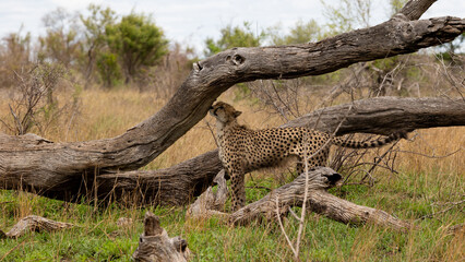 a male cheetah scent marking a dead tree