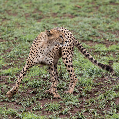 a male cheetah on the move in green grass