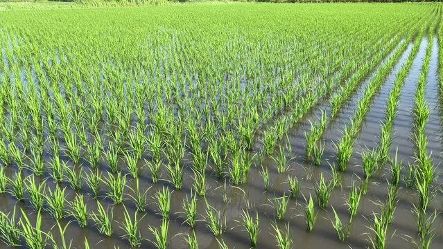 田植えが終わった水田
