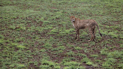 a male cheetah on the move in green grass