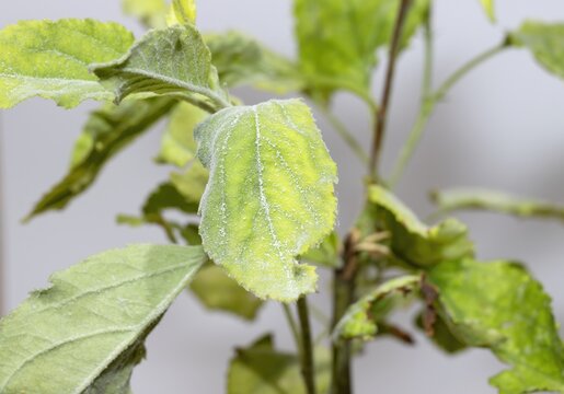 A leaf affected by the oidium fungus