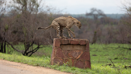 a male cheetah jumping onto a rock signpost in Kruger © Jurgens