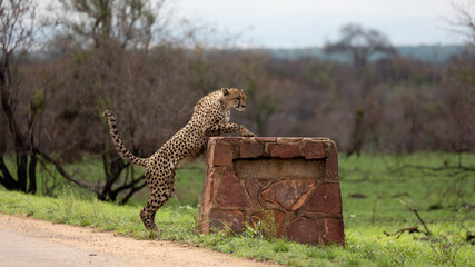 a male cheetah jumping onto a rock signpost in Kruger