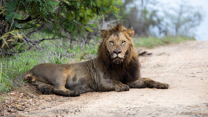 a male lion resting on the gravel road