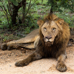 a male lion resting on the gravel road