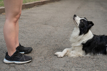 A close-up portrait of a Black and White Border Collie lies at the feet of the owner looks into her eyes on a walk. 