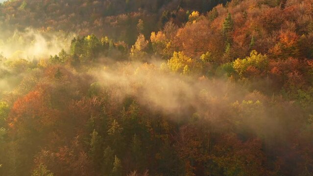 Aerial view of colorful autumn trees in the morning haze. Rays of the rising sun break through the branches of autumn trees.