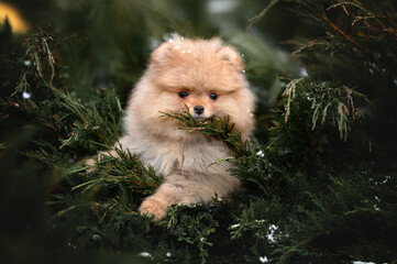 cute red pomeranian spitz puppy in a bush, close up portrait