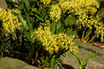 Yellow flowering Sydney rock orchid (dendrobium speciosum 'crediton cream')