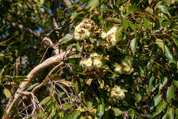 Branch with buds and creamy white flowers of a range bloodwood (corymbia abergiana), an Australian eucalyptus tree 