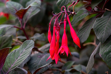 Red tubular flowers of a honeysuckle fuchsia (f. triphylla 'Gartenmeister Bonstedt')