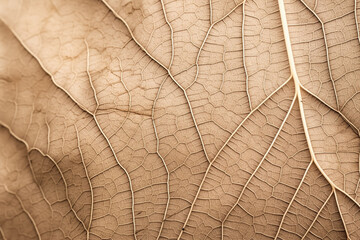 Close up of Fiber structure of dry leaves texture background  