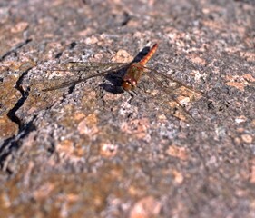 Libelle