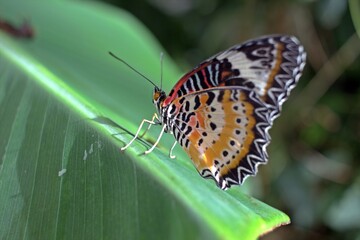 Fly Butterfly