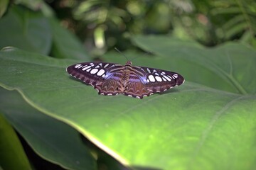 Blue Butterfly