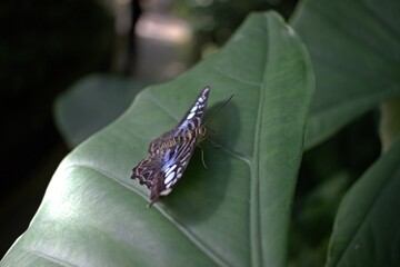 Blue Butterfly