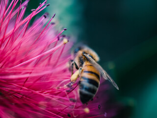 bee on a flower
