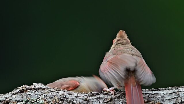 Female Cardinals feeding a fledgling on a dead log 