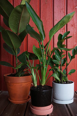Home plants during watering against the background of a wooden wall