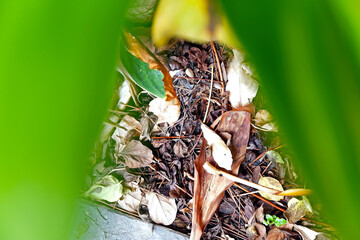Sustainability organic fertilizer dry leaves pile covering earth control global warming composting...