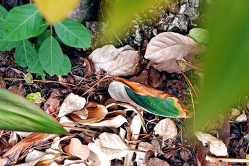 Sustainability organic fertilizer dry leaves pile covering earth control global warming composting gardening backyard home plant copy space stock photo