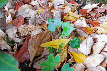 Sustainability organic fertilizer dry leaves pile covering earth control global warming composting...