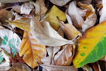 Sustainability organic fertilizer dry leaves pile covering earth control global warming composting gardening backyard home plant copy space stock photo