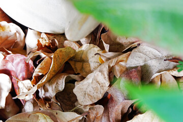 Sustainability organic fertilizer dry leaves pile covering earth control global warming composting gardening backyard home plant copy space stock photo