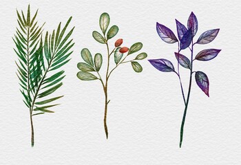 watercolor branches of herbs and spices. basil. rosemary