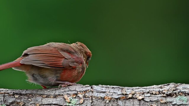 Two Female Cardinals feeding a fledgling on a dead log fallen in the woods 