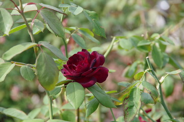 えんじ色のバラ
