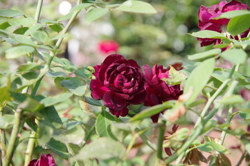 えんじ色のバラ