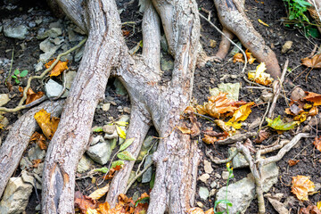 
Tree roots and autumn leaves on the ground