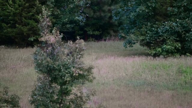 Whitetail Deer faun following its mother in a field