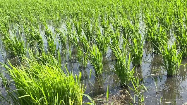 田植えが終わった水田
