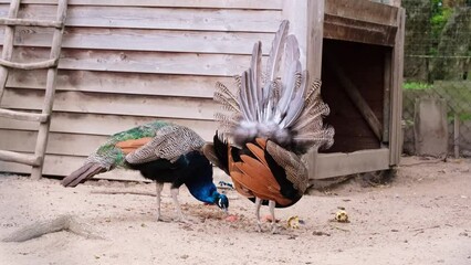 Colourful male peacock closing his plumage. Beautiful blue and green peafowls after mating season without any long tail feathers on a farm. Livestock slow motion, animal or birds behaviour concept. 4K