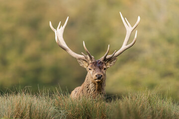 A red deer walks in the forest