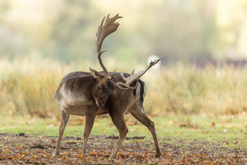 A fallow deer scratches in the forest