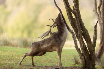 A fallow deer scratches in the forest