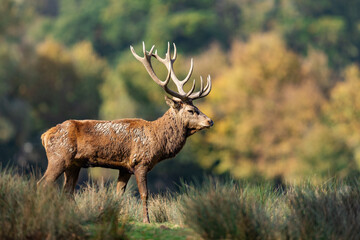 A red deer walks in the forest